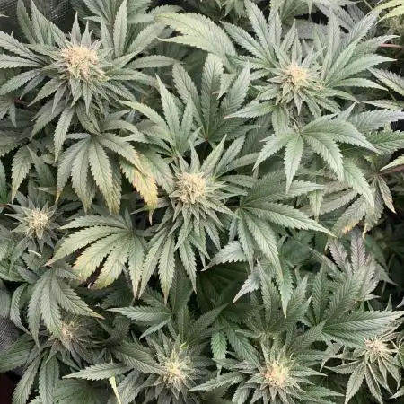 Super Sativa Cup Fast Strain A
