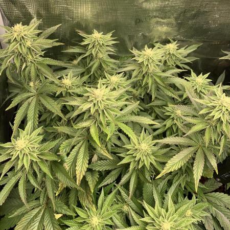 Rainbow Sherbert #11 Notes