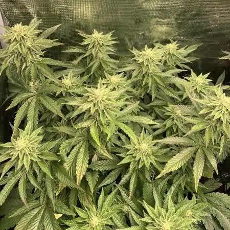 Rainbow Sherbert #11 Notes
