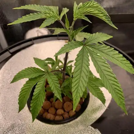 Rainbow Sherbert #11 Notes