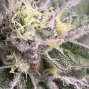 Rainbow Sherbert #11