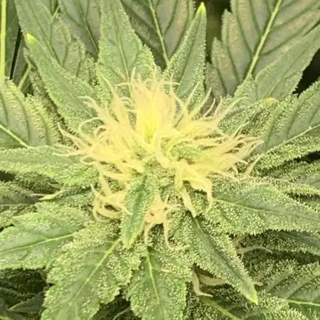 Super Sativa Cup Fast Strain A