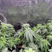 Masterpiece from Start to Harvest