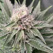 Grape Diamonds x Grandpas Cookies #6