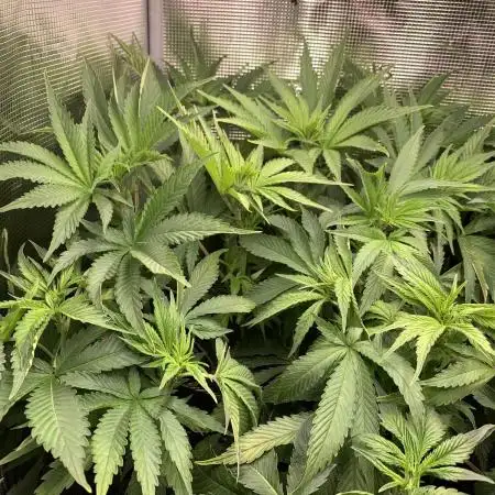 Super Sativa Cup Fast Strain A