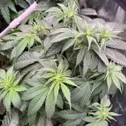 Brake Dust Dreams, Break Pad Breath Grow