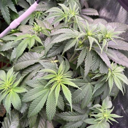 Brake Dust Dreams, Break Pad Breath Grow