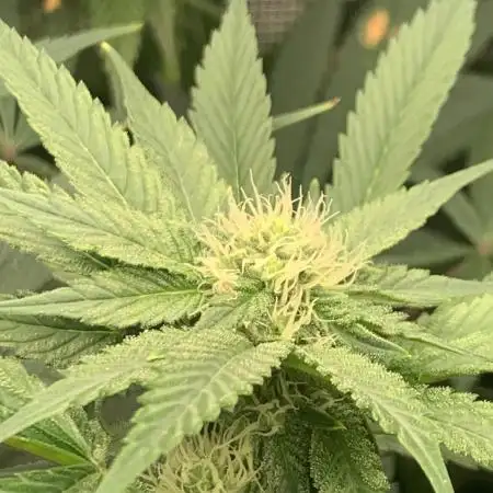 Mental Radiance Growlog