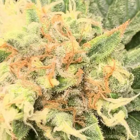 Super Sativa Cup Fast Strain A