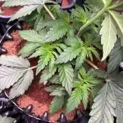 Grape Diamonds x Grandpas Cookies #6