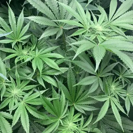 Calypso Sunrocks Cultivation Notes