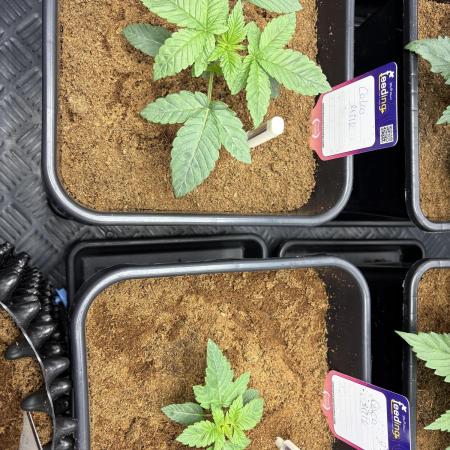 Milk & Terps – Coco Milk Diary