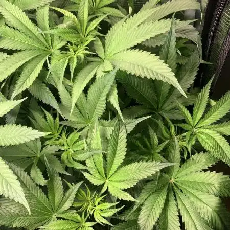 Calypso Sunrocks Cultivation Notes