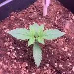 Black Cherry Ice Report