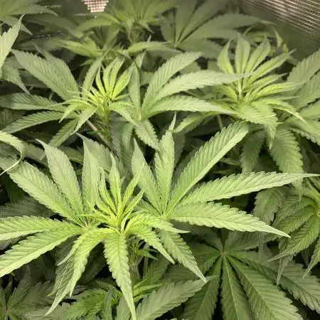 Mental Radiance Growlog