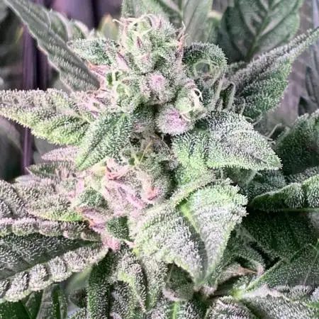 Golden Sands From Seed to Harvest :)