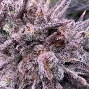 Masterpiece from Start to Harvest