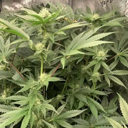 Mental Radiance Growlog