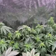 Masterpiece from Start to Harvest