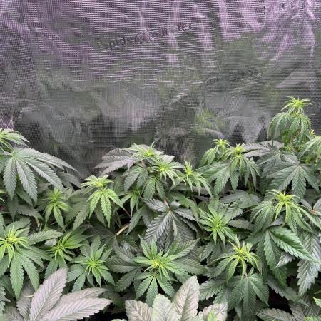 Masterpiece from Start to Harvest