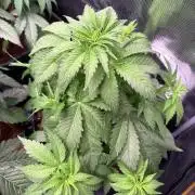 Electric Candy Haze – Grow Diary