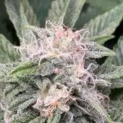 Brake Dust Dreams, Break Pad Breath Grow