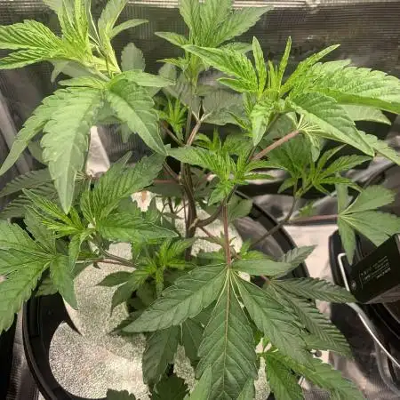Rainbow Sherbert #11 Notes