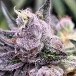 Operation Eyeballz from Start to End