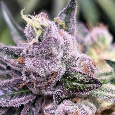 Operation Eyeballz from Start to End