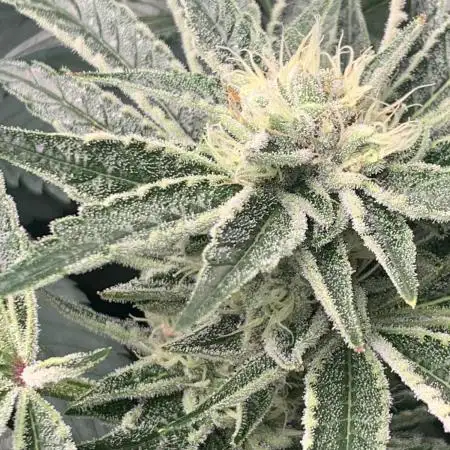 Calypso Sunrocks Cultivation Notes