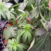 Lemon Cherry Royale – Grow Log