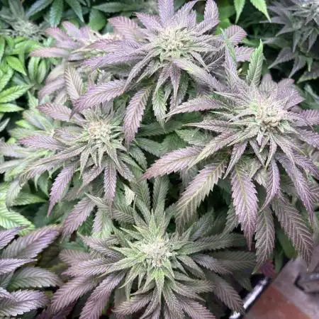 Lemon Cherry Royale – Grow Log