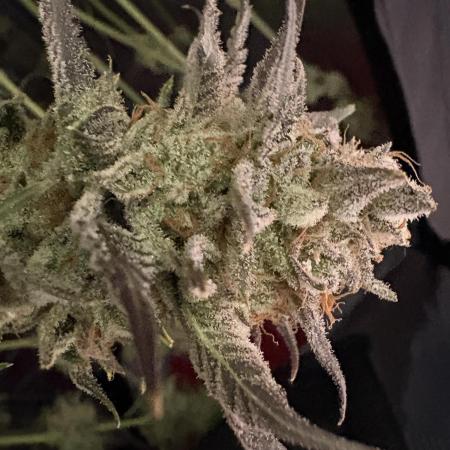 🍊 Mimozz – Glazed in Terps