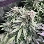 Black Cherry Ice Report