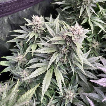 Black Cherry Ice Report