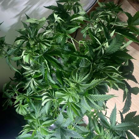 Mental Radiance Growlog