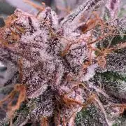 ✨ Purple Punch x Acai – Terp Dream