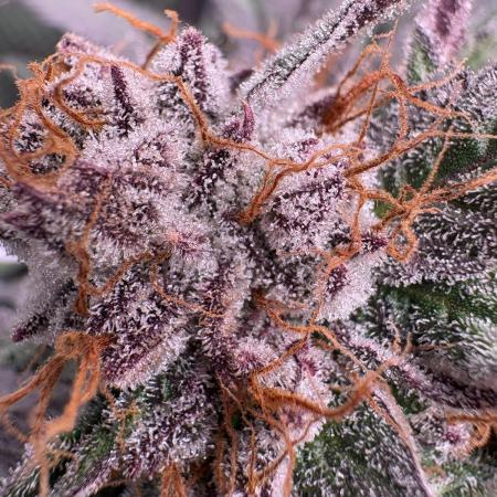 ✨ Purple Punch x Acai – Terp Dream