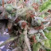 C5 Haze x Zkittlez x Cake  Flavor Run