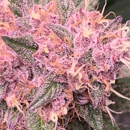 Golden Sands From Seed to Harvest :)