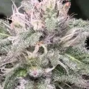 Masterpiece from Start to Harvest