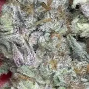 The Fried Banana Diaries