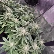 Brake Dust Dreams, Break Pad Breath Grow