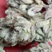 Zesty Zlushie Diaries