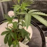 Rainbow Sherbert #11 Notes
