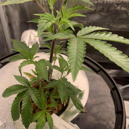 Rainbow Sherbert #11 Notes