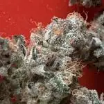 Mental Radiance Growlog