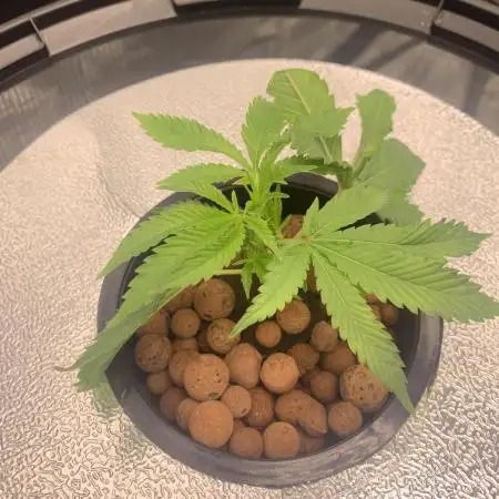 🌿 Cereal Session