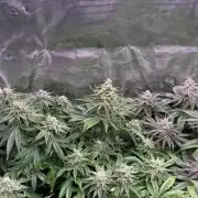 Masterpiece from Start to Harvest