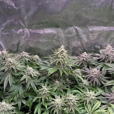 Masterpiece from Start to Harvest